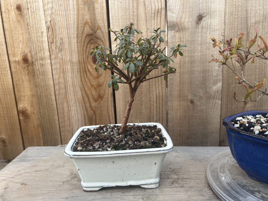 S. Yay! in new soil, same pot