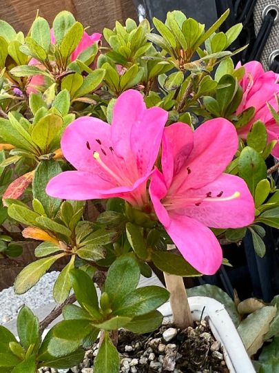 Azalea blooms on Satsuki Yay